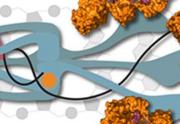 Molecular Biology - Part 1: DNA Replication and Repair